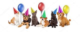 CHIOTS,CHATONS tt les races girod2000-7@yahoo.ca