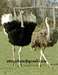 Autruche mâle et femelle disponible - photo 1