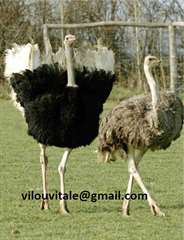 Autruche mâle et femelle disponible