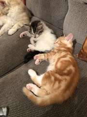 Charmant mâle &amp; femelle Maine Coon chatons