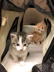 Mâle &amp; femelle Maine Coon chatons