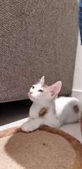 Hommes bien entra&#238;n&#233;s &amp; femelle chatons Mau &#233;gypti