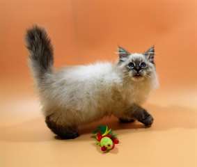 Chaton sibérien à vendre.