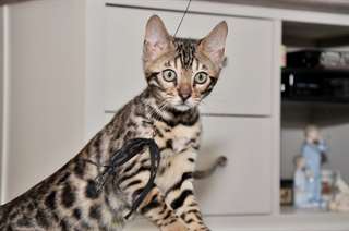 Male &amp; Female Chatons Bengal A Vendre