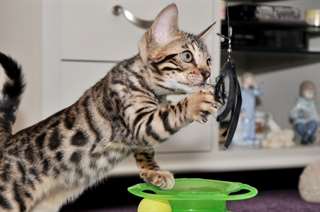 Male &amp; Female Chatons Bengal A Vendre