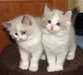 chatons Ragdoll mâles et femelles à vendre - photo 1