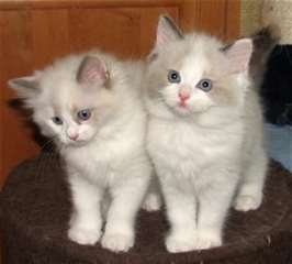 chatons Ragdoll mâles et femelles à vendre