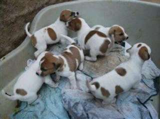Chiots Jack Russell Terrier à vendre