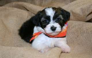 Adorables chiots Bichons Havanais