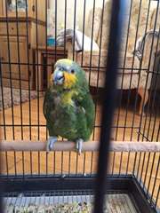 Belle Amazone perroquet