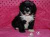 Chiots Lhasa Apso - photo 1