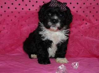 Chiots Lhasa Apso