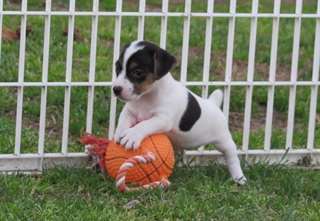 chiot jack Russell dispo