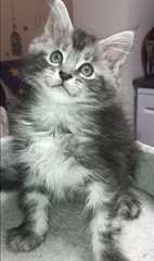 Magnifique Chatons Maine Coon Pure