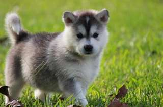 beaux chiots Malamute de l'Alaska disponibles