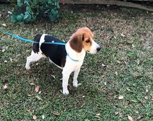 Chiots de Beagle de Noel