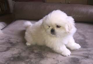 Chiots pékinois de Noel