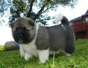 Chiots Akita A Vendre