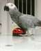 perroquet gris du Gabon a donner - photo 1