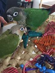 B&#233;b&#233; perroquets &#233;lev&#233;s &#224; la main!