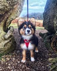 Chiot femelle border collie