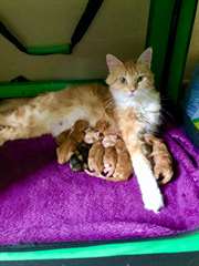maine coon a vendre