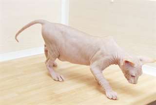 magnifiques chatons sphynx