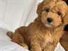 Registered Male and Female Poodle - photo 1