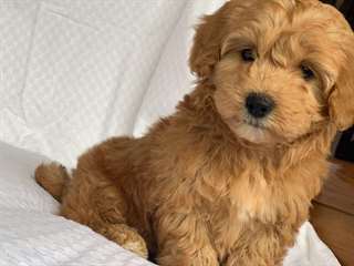 Registered Male and Female Poodle