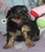 Chiot yorkshire disponible - photo 1
