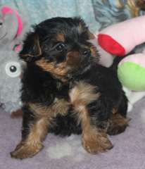 Chiot yorkshire disponible