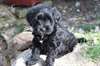 Chiot Tibetain disponible - photo 1