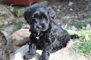 Chiot Tibetain disponible
