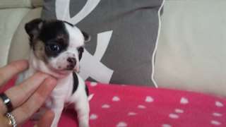 chiot chihuahua disponible