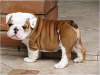 chiot bouldog anglais
