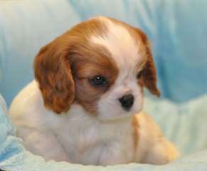 chiot cavalier king charles