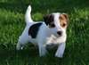 chiot jack russel - photo 1