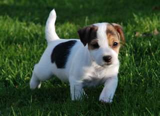 chiot jack russel