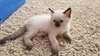chaton Ragdoll agés de 3 mois - photo 1