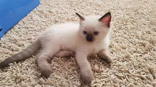 chaton Ragdoll agés de 3 mois
