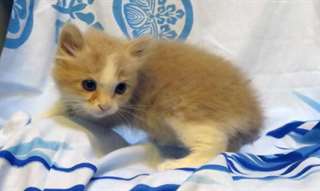 chaton Angora agés de 3 mois