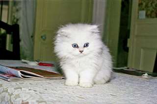 chaton Angora ag&#233;s de 3 mois
