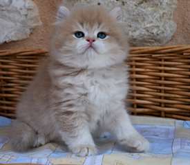 chaton British ag&#233;s de 3 mois