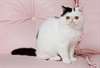 chaton Exotics Shorthair - photo 1