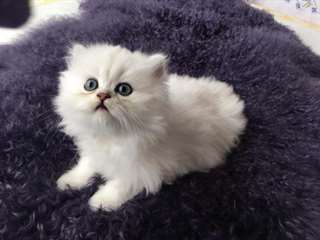 chaton Persan ag&#233;s de 3 mois
