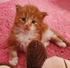chaton Maine Coon ag&#233;s de 3 mois