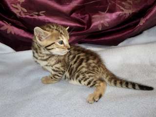 chaton bengal agés de 3 mois