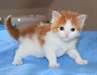 chaton Maine Coon - photo 1