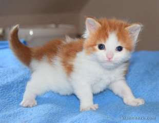 chaton Maine Coon