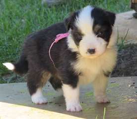 Chiots de berger australiens à donner